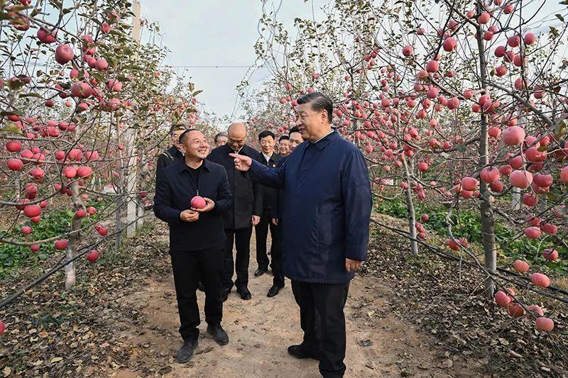 △2022年10月26日，陜西延安高橋鎮(zhèn)南溝村，習近平總書記走進果園，向現(xiàn)場采摘的果農(nóng)了解蘋果收成。