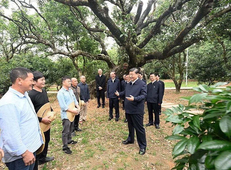 △今年4月11日，習近平總書記在廣東茂名高州市根子鎮(zhèn)柏橋村荔枝種植園，同現(xiàn)場技術(shù)人員親切交流。