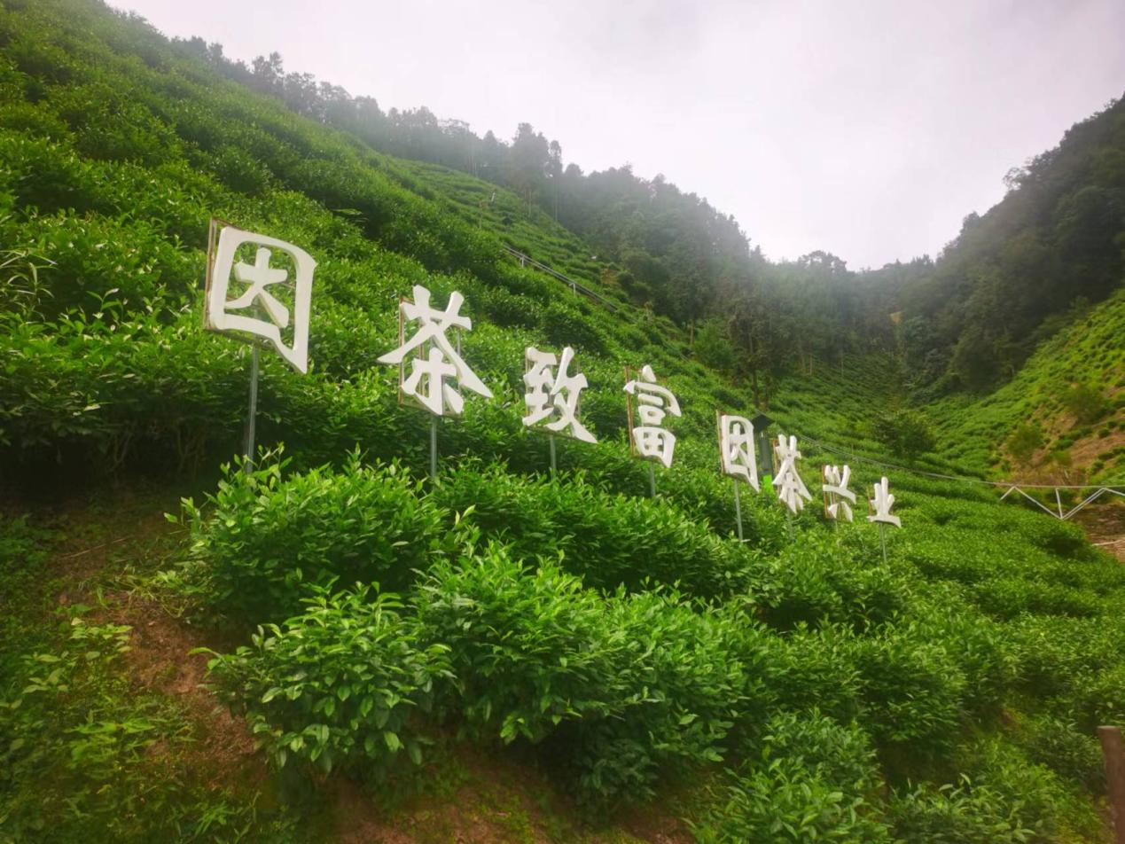 陜西安康紫陽(yáng)縣煥古鎮(zhèn)蠟竹村茶園。人民網(wǎng)記者 李棟攝